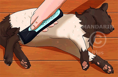 стрижка задних лап кошки